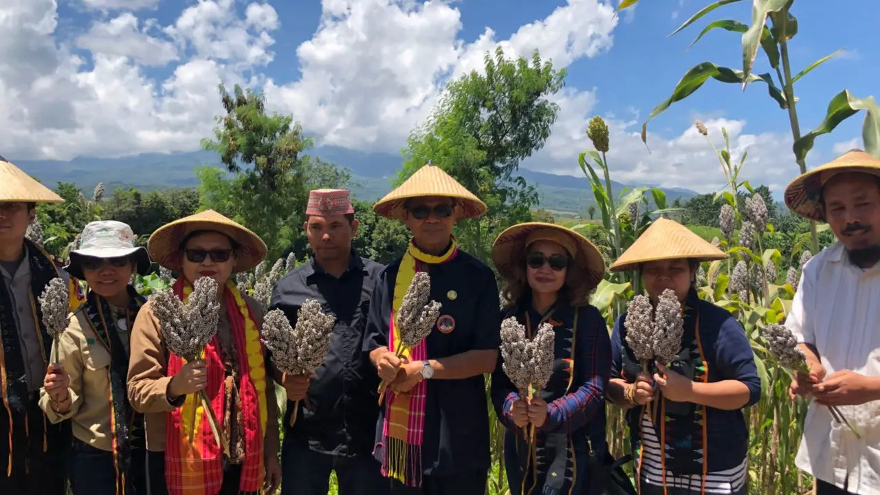 Dahulu, sorgum merupakan sumber karbohidrat utama warga Manggarai, namun beberapa tahun terakhir panganan ini nyaris punah.(Dok Pemkab Manggarai Barat)