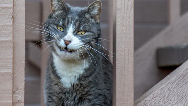 10 Tingkah Menyeramkan Hewan Peliharaan Ini Bikin Kaget Pemiliknya