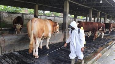 Petugas dari Dinas Pertanian dan Ketahanan Pangan Jember lakukan penyemprotan disinfektan terhadap kandang sapi. (Istimewa)