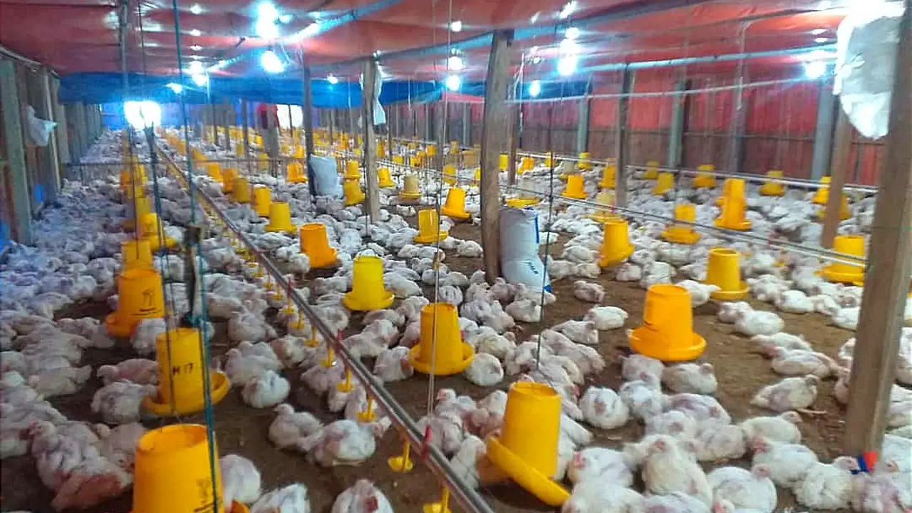 Pada 2023, PPI merencanakan penyerapan livebird (ayam hidup) hingga 451.000 kg sampai akhir tahun.