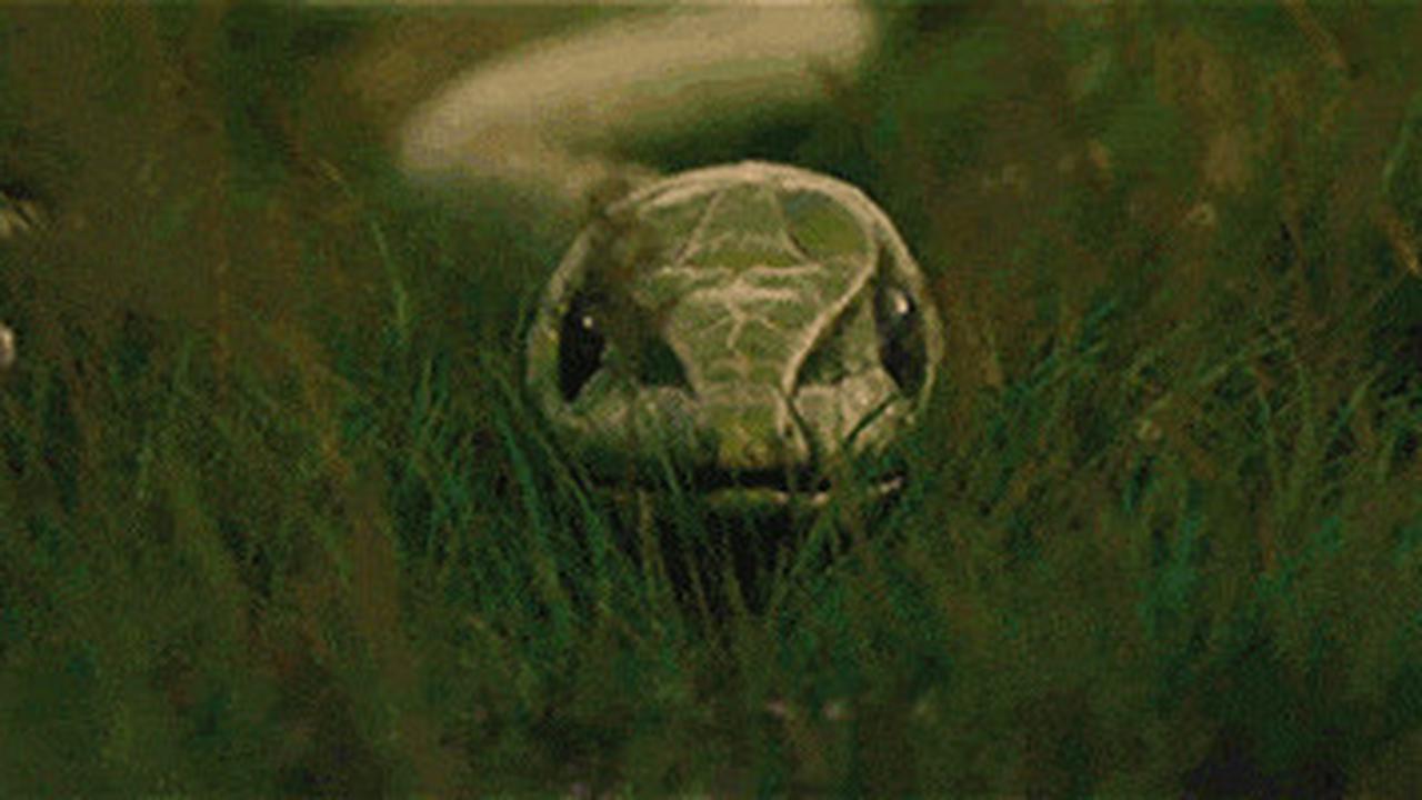 Mereka memprediksikan bahwa kerangka itu adalah ular Titanoboa yang telah punah.