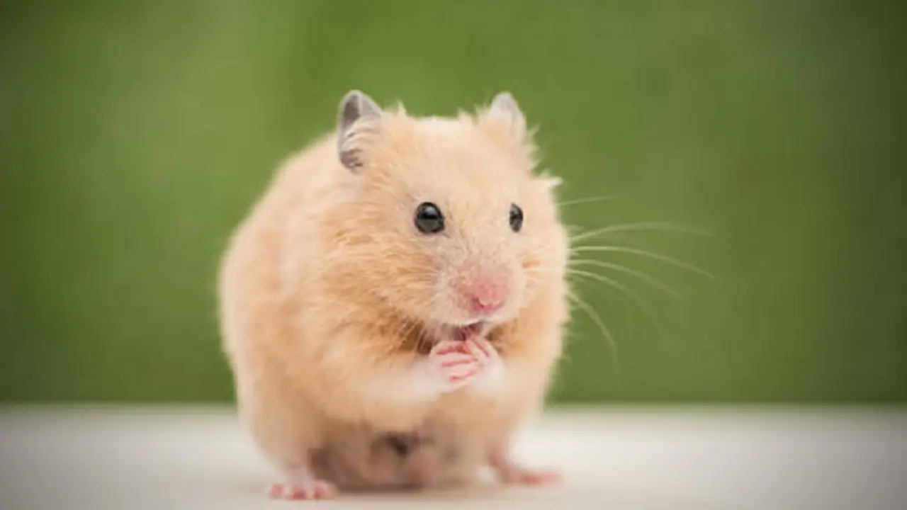 Ilustrasi hamster (iStock)