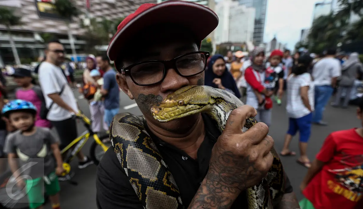 Seorang pria memperlihatkan seekor ular saat momen Car Free Day (CFD) di kawasan Bundaran HI, Jakarta, Minggu (29/1). Tak sedikit pengunjung CFD yang ingin berfoto dengan hewan reptil tersebut. (Liputan6.com/Faizal Fanani)