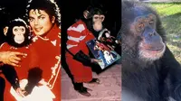 7 Potret Terbaru Bubbles, Simpanse Peliharaan Michael Jackson yang Kini di Penangkaran (Centerforgreatape)
