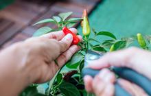 7 Cara Merangsang Pohon Cabai agar Cepat Berbuah dan Panen Melimpah