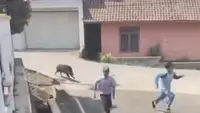 Babi Hutan Mengamuk Bikin Panik Pengunjung Puskesmas