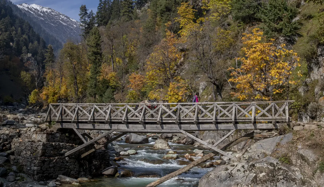 Seorang pria Kashmir memandu kudanya yang digunakan untuk perjalanan wisata melalui jembatan penyeberangan di Naranag, utara Srinagar, Kashmir yang dikuasai India (31/10/2021). Ada juga banyak puncak dan padang rumput alpine lainnya di sekitar Lembah Naranag. (AP Photo/Dar Yasin)