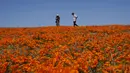 Setiap musim semi, perbukitan gurun California bermekaran dengan bunga-bunga liar yang bermekaran. (AP Photo/Marcio Jose Sanchez)