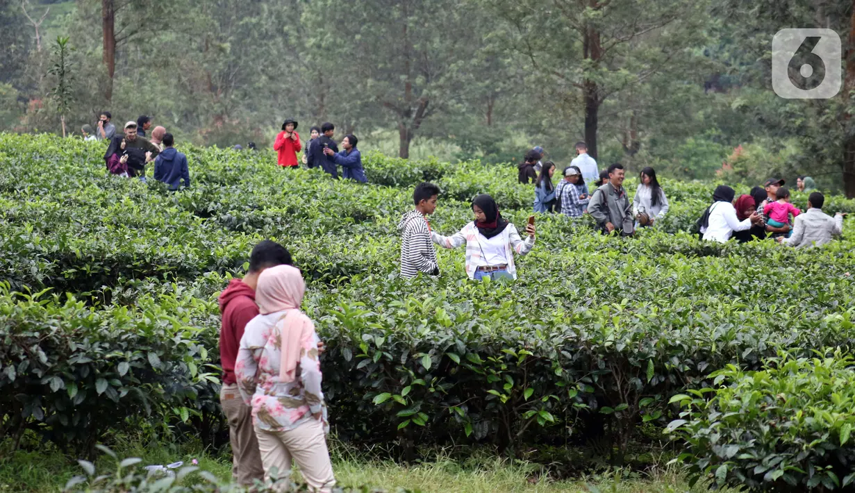 Wisatawan berjalan-jalan di Perkebunan Kebun Teh kawasan Puncak, Kabupaten Bogor, Jawa Barat, Minggu (31/5/2020). Meski Pemkab Bogor memperpanjang masa Pembatasan Sosial Berskala Besar (PSBB) hingga 4 Juni namun wisatawan tetap memadati kawasan wisata kebun teh. (Liputan6.com/Helmi Fithriansyah)