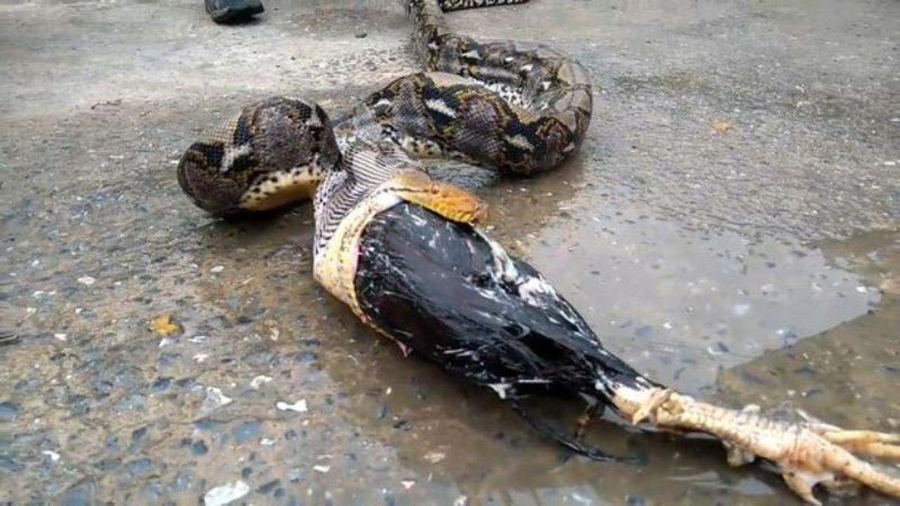 Detik-Detik Piton 4 Meter Muntahkan Ayam yang Dimangsanya