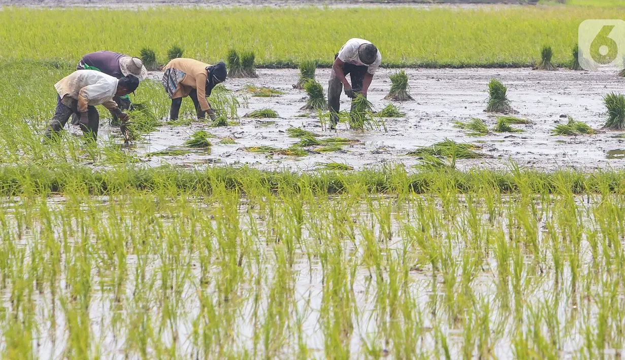 Petani menanam bibit padi di Tangerang Selatan, Jumat (15/10/2020). Lahan pertanian yang terbatas bisa menjadi sektor strategis baru bagi masyarakat Tangsel dalam menghadapi situasi pandemi Covid-19. (Liputan6.com/Fery Pradolo)