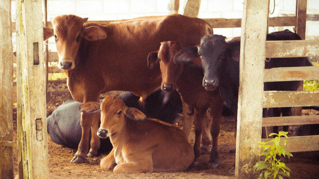 Jenis Sapi yang Memiliki Daging Paling Bernutrisi: Fakta dan Mitos yang Perlu Diketahui