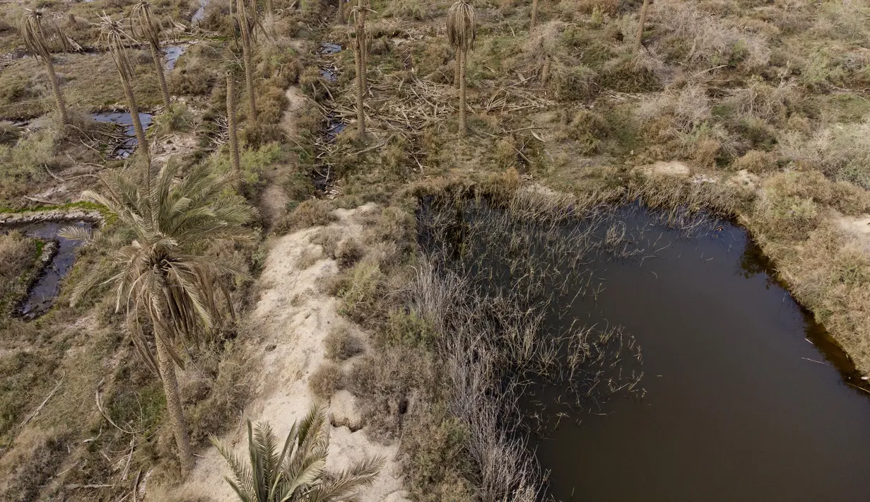 Foto udara memperlihatkan kebun kelapa sawit yang rusak karena garam dan polusi di tepi Sungai Shatt Al-Arab, Basra, Irak, 21 Maret 2022. Basra terletak di jalur air Shatt Al-Arab yang dibentuk oleh pertemuan Sungai Tigris dan Efrat yang mengalir ke Teluk. (Hussein FALEH/AFP)