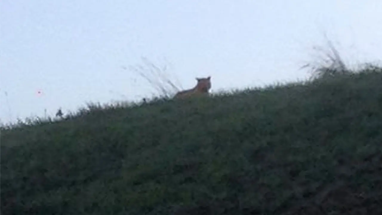 Potret harimau di salah satu kota Prancis yang diambil warga. (Daily Mail)