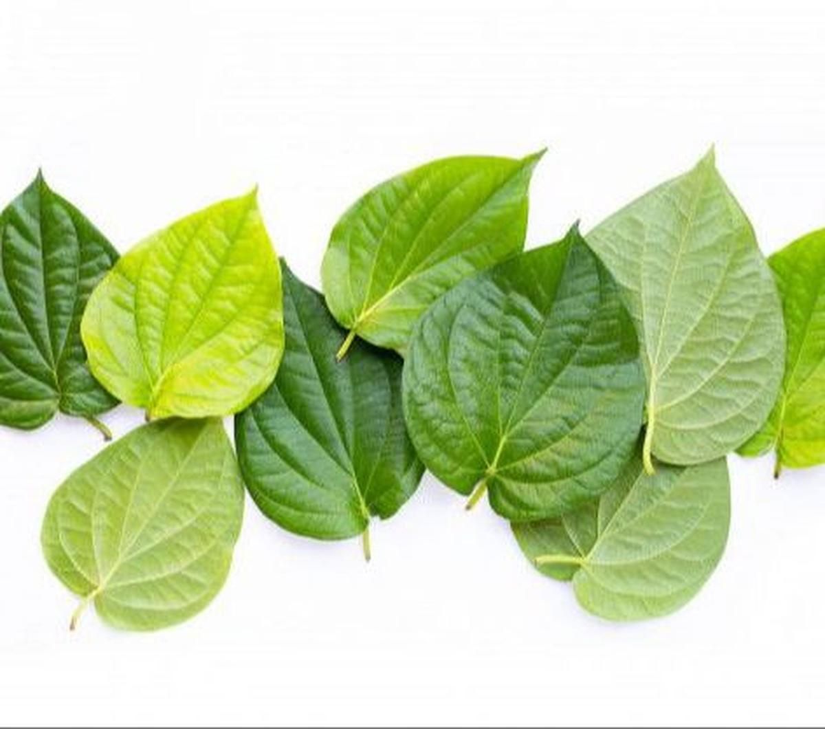 Manfaat Daun Sirih Hijau