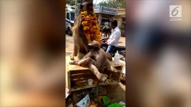 Terekam momen mengharukan seekor anak monyet memeluk erat jasad induknya saat warga hendak melakukan upacara pemakaman. 