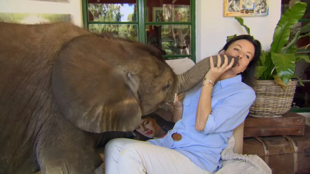 Bebas dari Maut, Anak Gajah Ini Tak Bisa Lepas dari Penyelamatnya