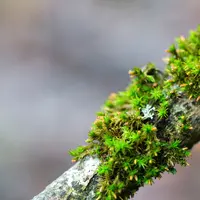 Ilustrasi Tumbuhan Lumut Credit: unsplash.com/Markus