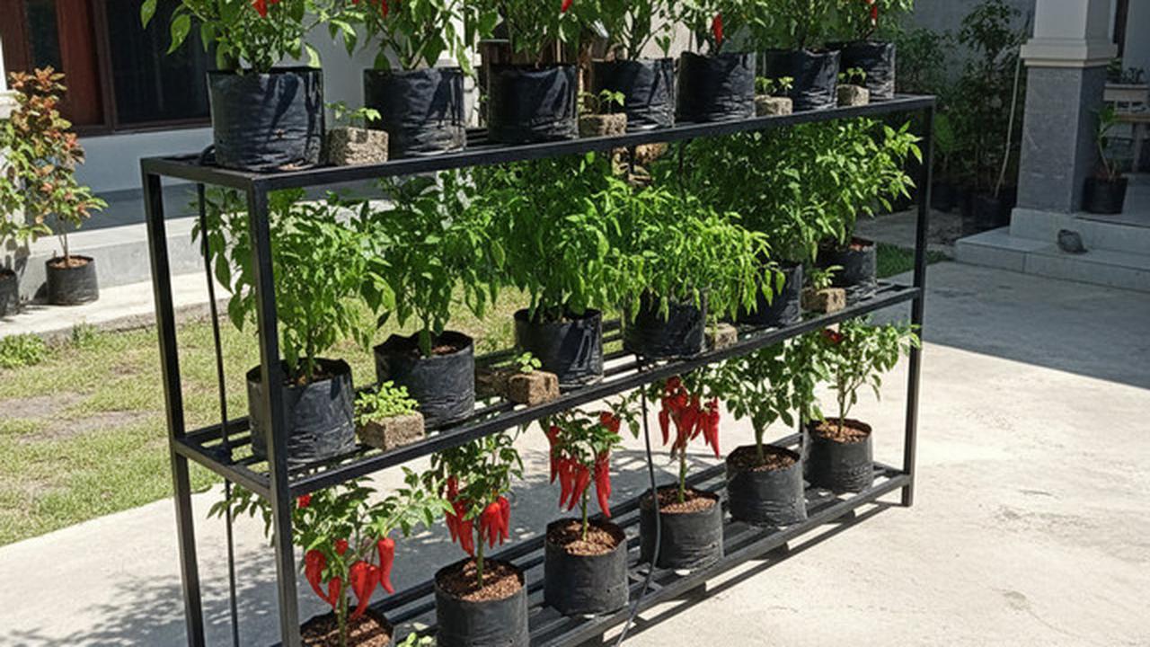 6 Ide Kebun Cabai Campuran Jenis di Satu Lahan, Solusi Lahan Terbatas Nan Produktif