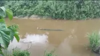 Video viral, seorang lansia di Kolaka Timur tewas usai diterkam buaya saat sedang mencari ikan di pinggir sungai.