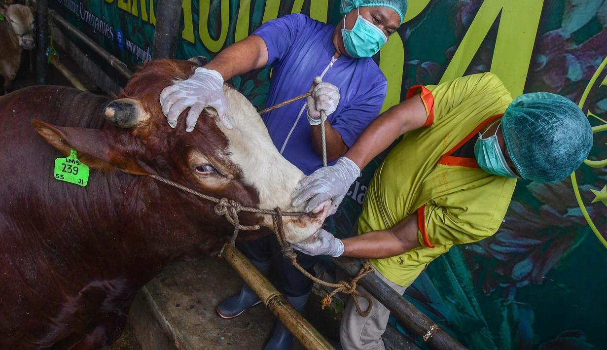 Dokter hewan memeriksa kesehatan hewan kurban di CV Puput Bersaudara di kawasan Rangkapan Jaya, Depok, Jawa Barat, Selasa (19/5/2026). (merdeka.com/Arie Basuki)
