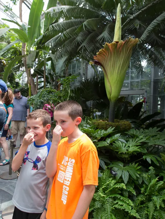 Dua orang anak berpose sambil menutup hidungnya di depan bunga bangkai raksasa Titan Arum di Botanic Garden, Washington, Amerika Serikat, Senin (2/8). Bunga bangkai raksasa dari Sumatera ini tak lama lagi akan mekar sempurna. (Chris KLEPONIS/AFP)