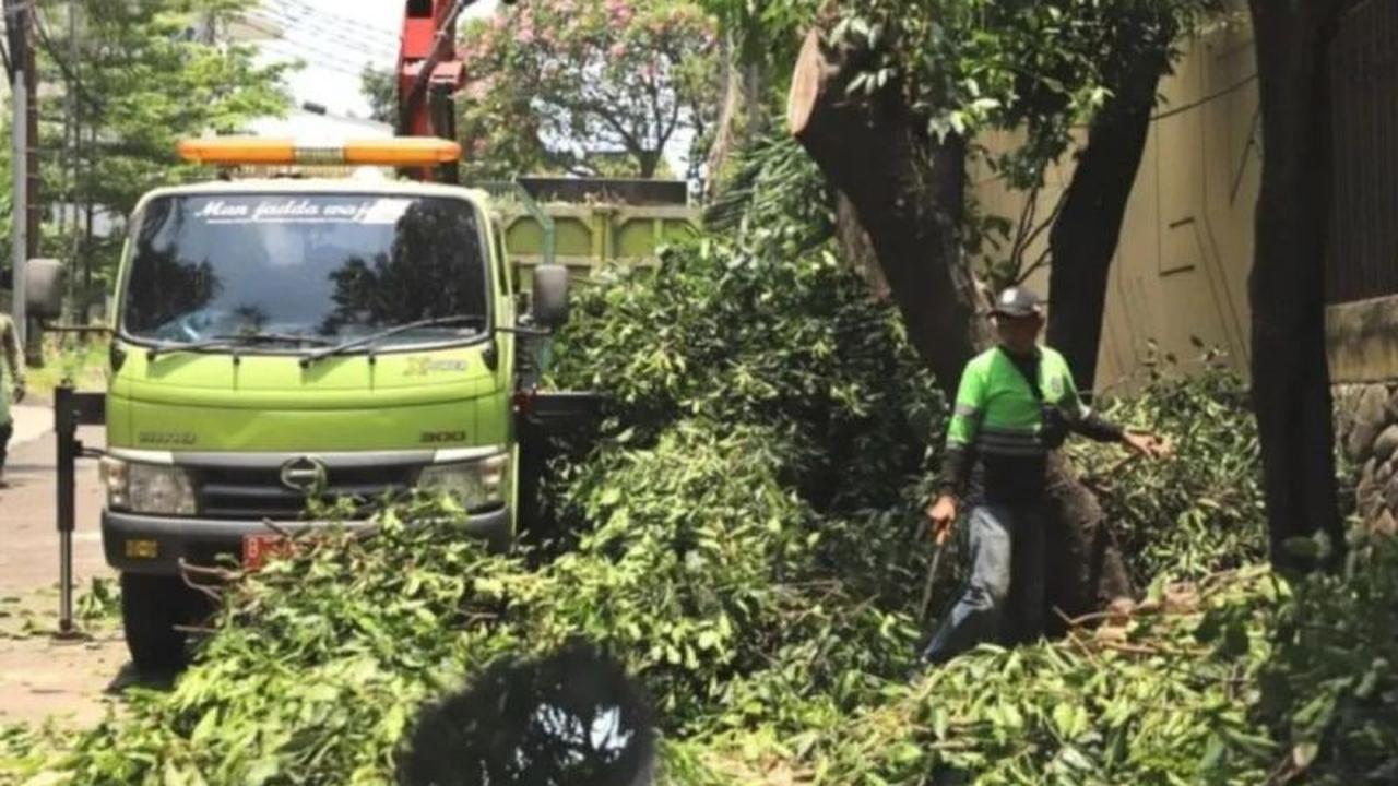 Oknum ASN Terancam Sanksi Disiplin atas Dugaan Penebangan Pohon Ilegal di Kebayoran Lama