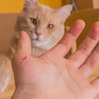 Bakteri dalam tubuh kucing dapat menyebabkan gangguan kesehatan kronis terhadap tubuh manusia.