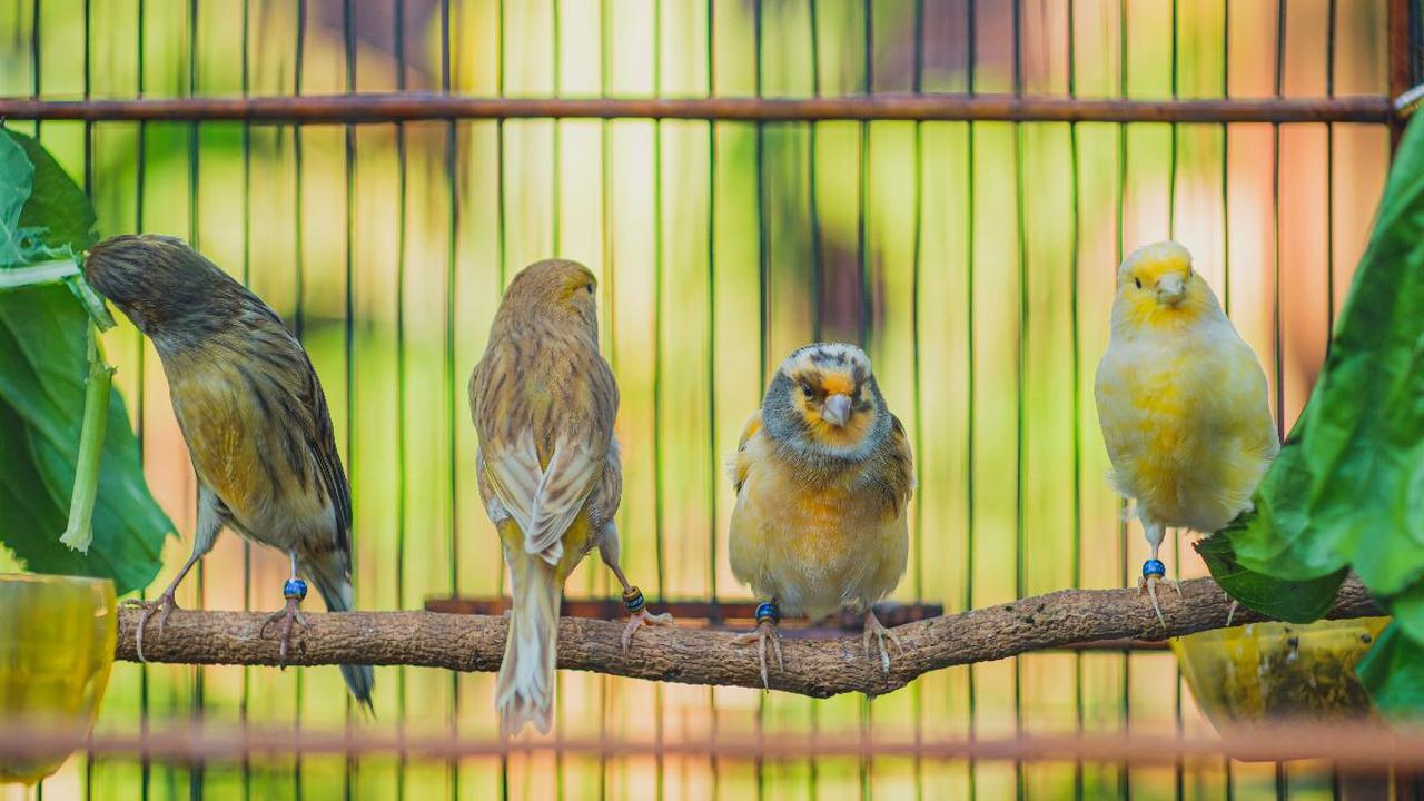 Kawinkan Burung Kenari