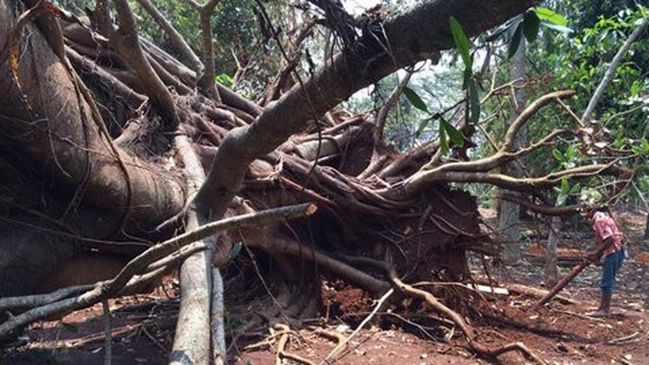 Pohon tumbang timpa 2 rumah di Depok, pasangan kakek-nenek luka-luka