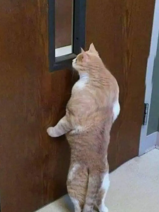 10 Potret Kocak Kucing Lagi Mengintip Ini Terlihat Menggemaskan