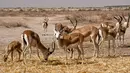 Kawanan rusa Rhim merumput di suaka margasatwa Sawa di gurun Samawa di provinsi selatan Irak al-Muthanna pada 8 Juni 2022. Persatuan Internasional untuk Konservasi Alam mengklasifikasikan hewan-hewan itu sebagai terancam punah, lapor organisasi Daftar Merah. (Asaad NIAZI / AFP)