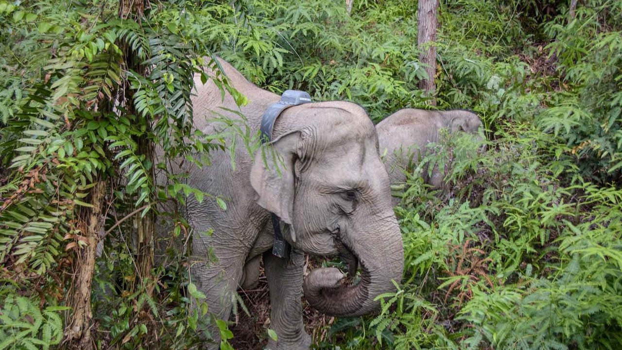 FOTO: Kalung GPS untuk Gajah Liar, Langkah Kecil untuk Menyelamatkan Gajah Sumatera
