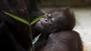 Java, bayi orangutan Kalimantan, yang baru lahir di kebun binatang Jardin des Plantes, Paris, Rabu (24/10). Orangutan Kalimantan berada di Daftar Merah Internasional untuk Konservasi Alam (IUCN) Merah sebagai Sangat Terancam Punah. (Eric FEFERBERG/AFP)