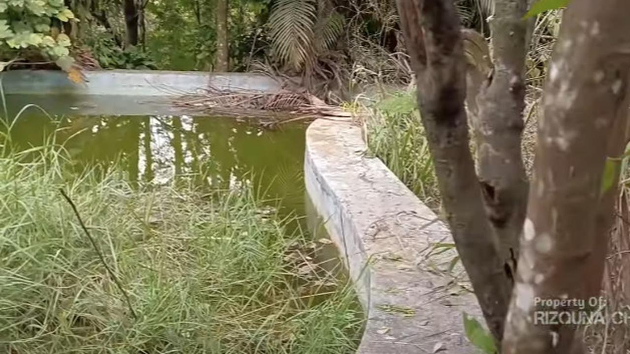 Kondisi Rumah Mewah Milik Bos TV Swasta Terbengkalai Seperti Hutan Rimba Dipenuhi Alang-alang & Pohon Besar