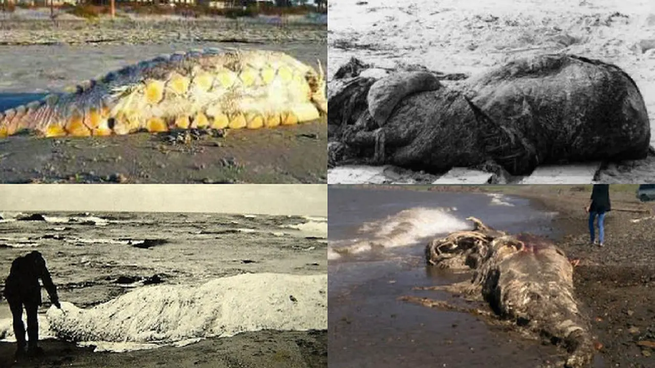 Berbagai Makhluk Aneh yang Terdampar di Pantai