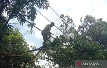 Sudin Tamhut Jaktim Perkuat Pencegahan Pohon Tumbang Hadapi Cuaca Ekstrem 2026