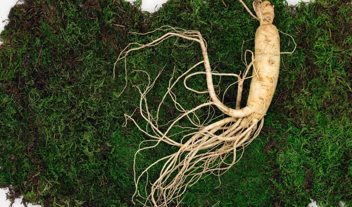 5. Ginseng: Akar Penenang