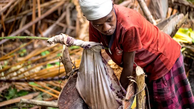 Mengenal Pembuatan Sagu Tradisional Warga Tambrauw Papua Barat