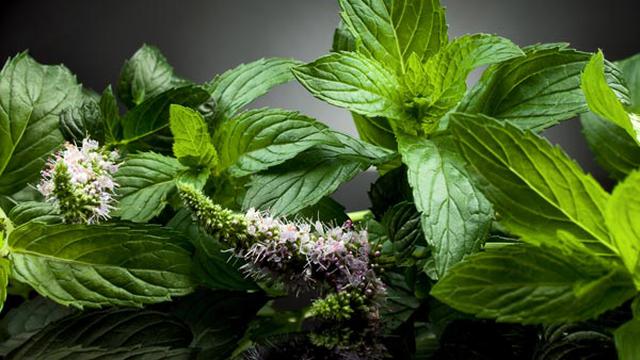 4 Tanaman Herbal Bisa Jadi Dekorasi Rumah?