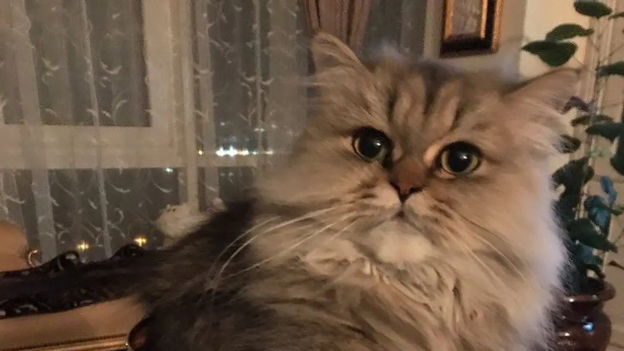 kucing menyebalkan