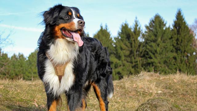 Bernese Mountain Dog