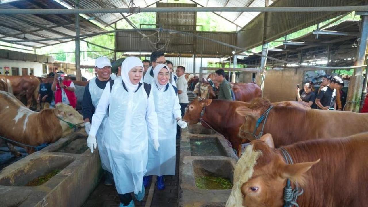 Jatim Surplus Hewan Kurban, Siap Penuhi Kebutuhan Nasional Hingga Lebih dari Setengah Juta Ekor
