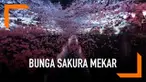 Negara Jepang telah memasuki musim semi. Bunga sakura bermekaran dan menghiasi setiap sudut kota. Banyak orang memanfaatkan waktu bersama orang terdekatuntuk menikmati momen ini.