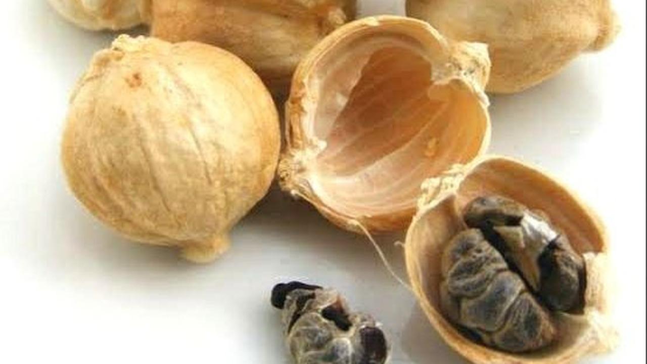 3. Kapulaga: Rempah Ajaib Penangkal Depresi