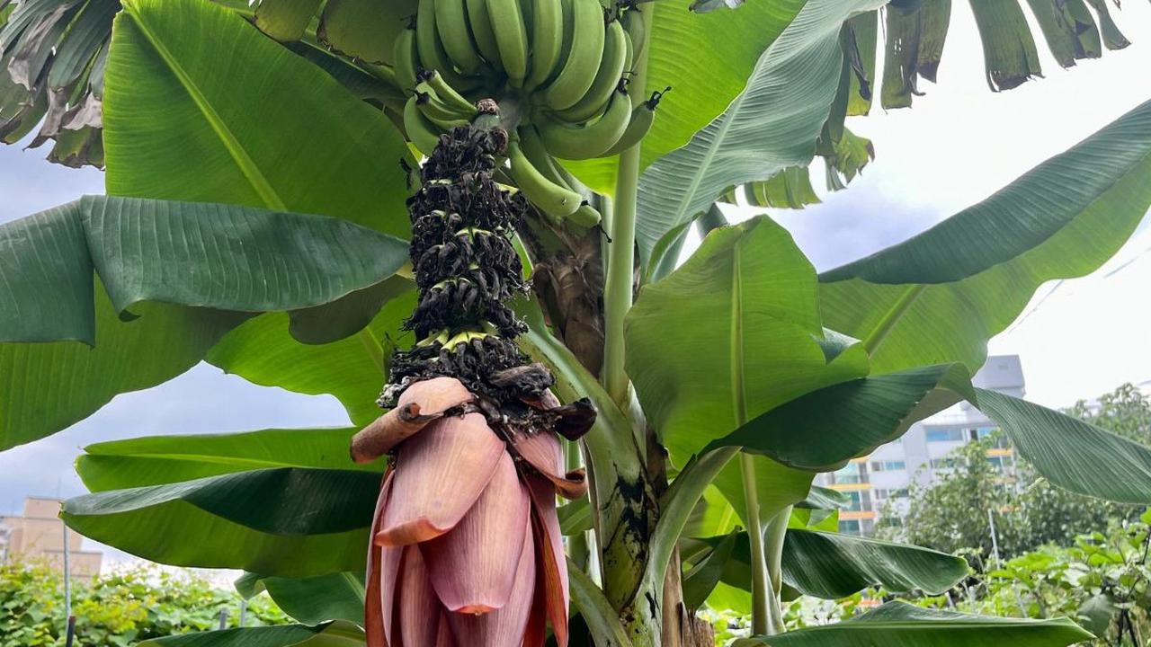 Pohon pisang yang mulai berbuah menjadi pertanda buruk sekaligus gambaran terhadap pemanasan global yang mendera Korea Selatan.&nbsp;