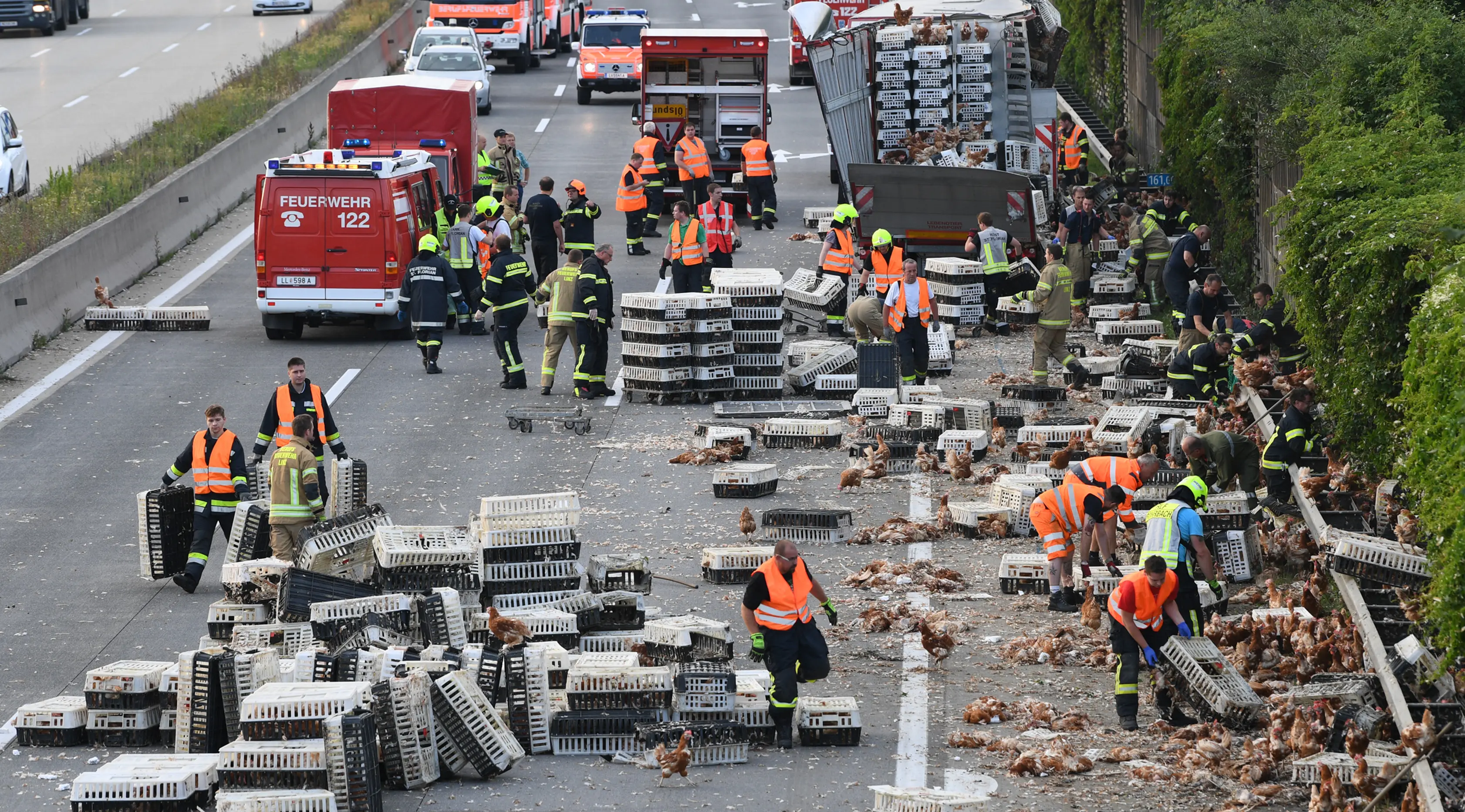 Sejumlah petugas damkar mengumpulkan ayam-ayam yang lepas dari sebuah truk di jalan raya A1 di Asten dekat Linz, Austria (4/7). Ayam yang lepas ini menyebabkan kekacauan lalu lintas. (AFP Photo/APA/FOTOKERSCHI.AT/KERSCHBAUMMAYR)