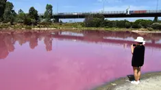Pengunjung mengambil gambar sebuah danau yang berubah warna menjadi pink di Westgate Park, Melbourne, Australia, Senin (4/3). Warna tersebut merupakan campuran dari udara hangat, cahaya matahari, sedikit hujan dan tingginya kadar garam. (William WEST/AFP)