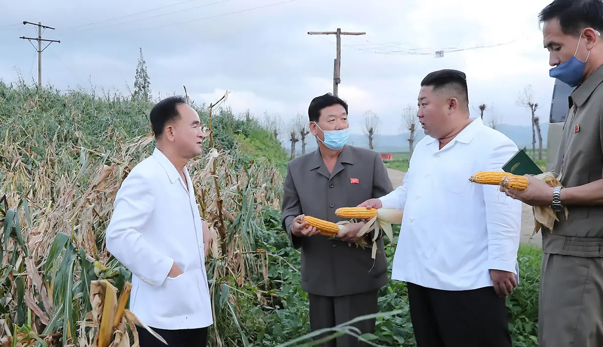 Dalam gambar tak bertanggal yang dirilis 28 Agustus 2020, pemimpin Korea Utara, Kim Jong-un melihat tanaman jagung di daerah yang dilanda topan di Provinsi Hwanghae Selatan. Kunjungan Kim dilakukan usai televisi pemerintah KCTV menayangkan adegan kerusakan akibat topan. (STR/AFP/KCNA VIA KNS)