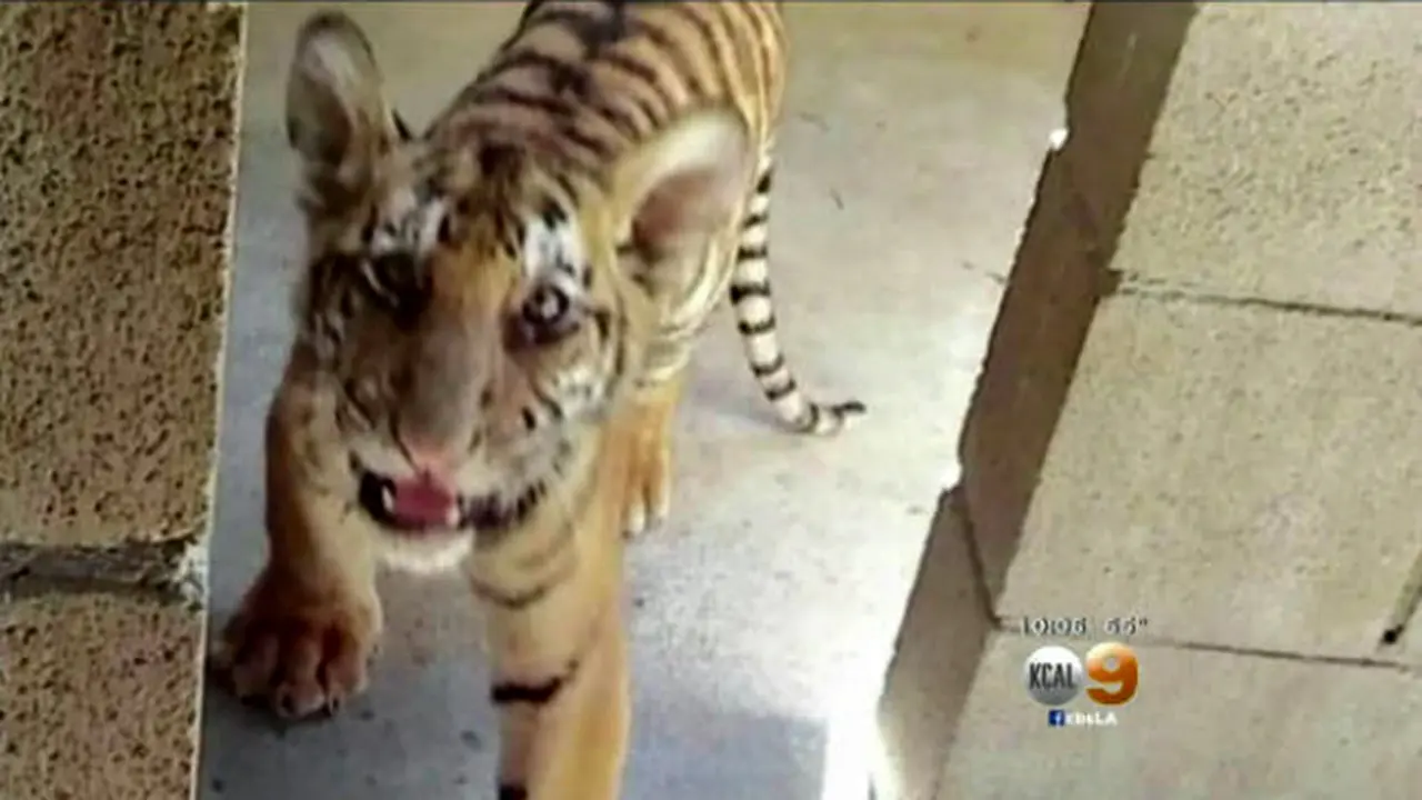 Anak Macan Berkeliaran di Jalan